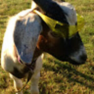 Meet your Posher, Fred